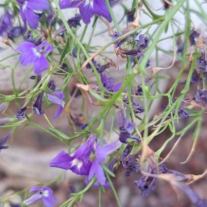 Photo of the plant species European Venus' Looking Glass by @NurseChollawood named Sir Plancelot on Greg, the plant care app