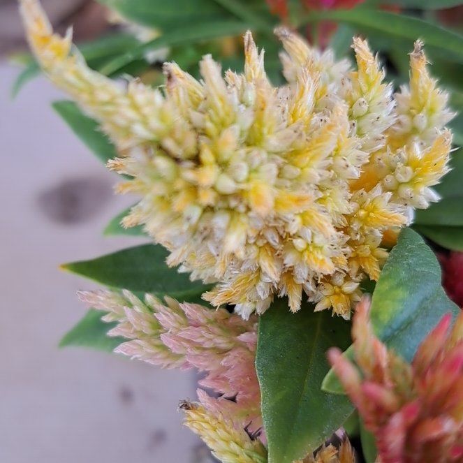 Photo of the plant species Woolflower by @NurseChollawood named Prince on Greg, the plant care app