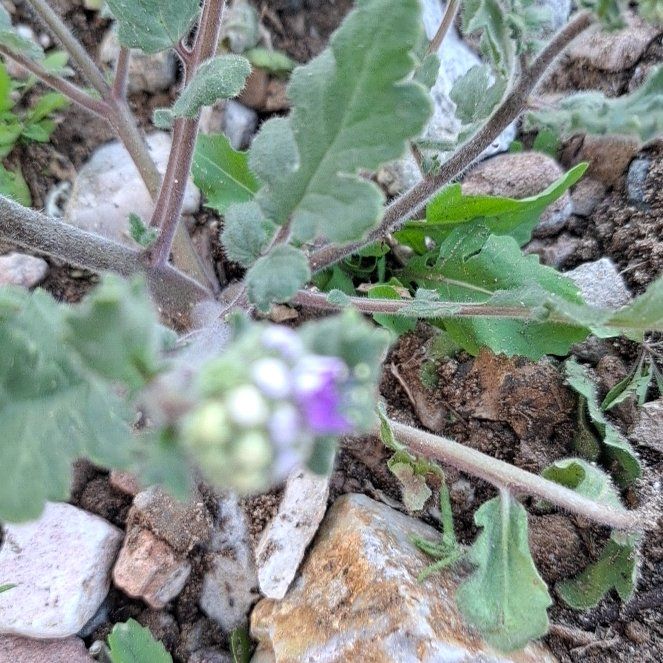 Photo of the plant species Blue Tansy by @NurseChollawood named Taylor Swift on Greg, the plant care app