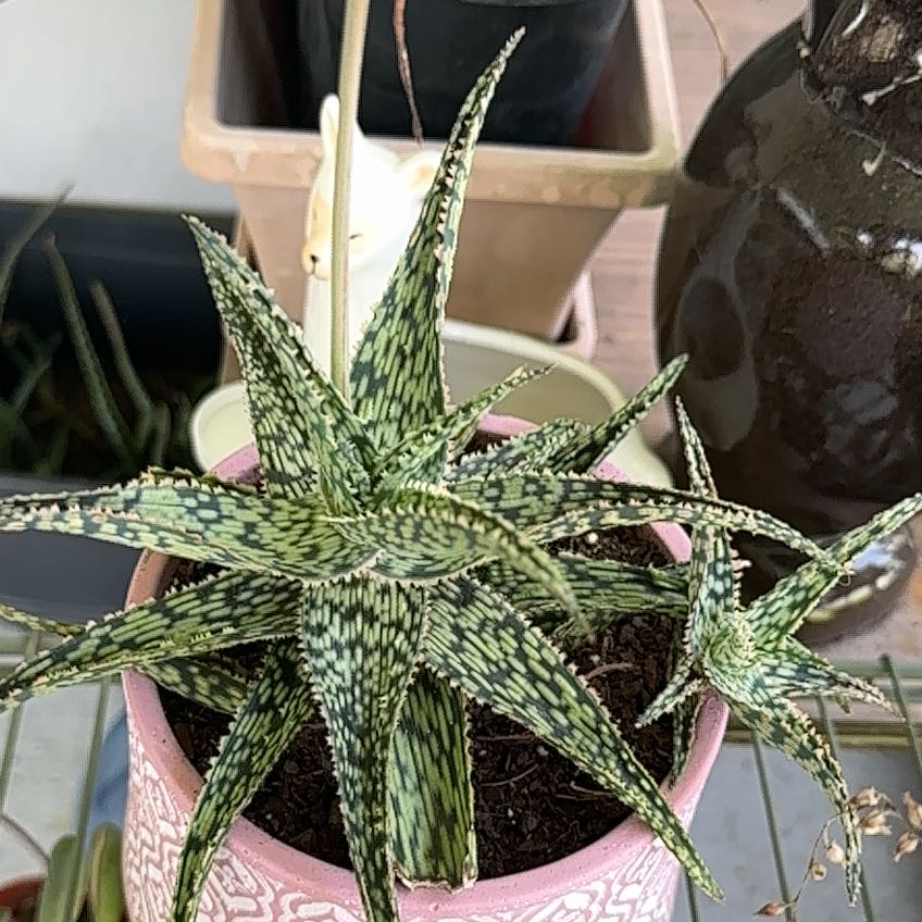 Broad-Leaved Aloe plant in a pink pot, appears healthy with visible soil.