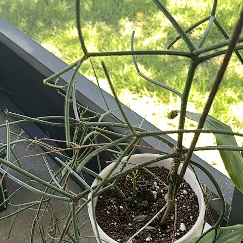 Pencil Cactus in a pot with visible soil and some branch discoloration.