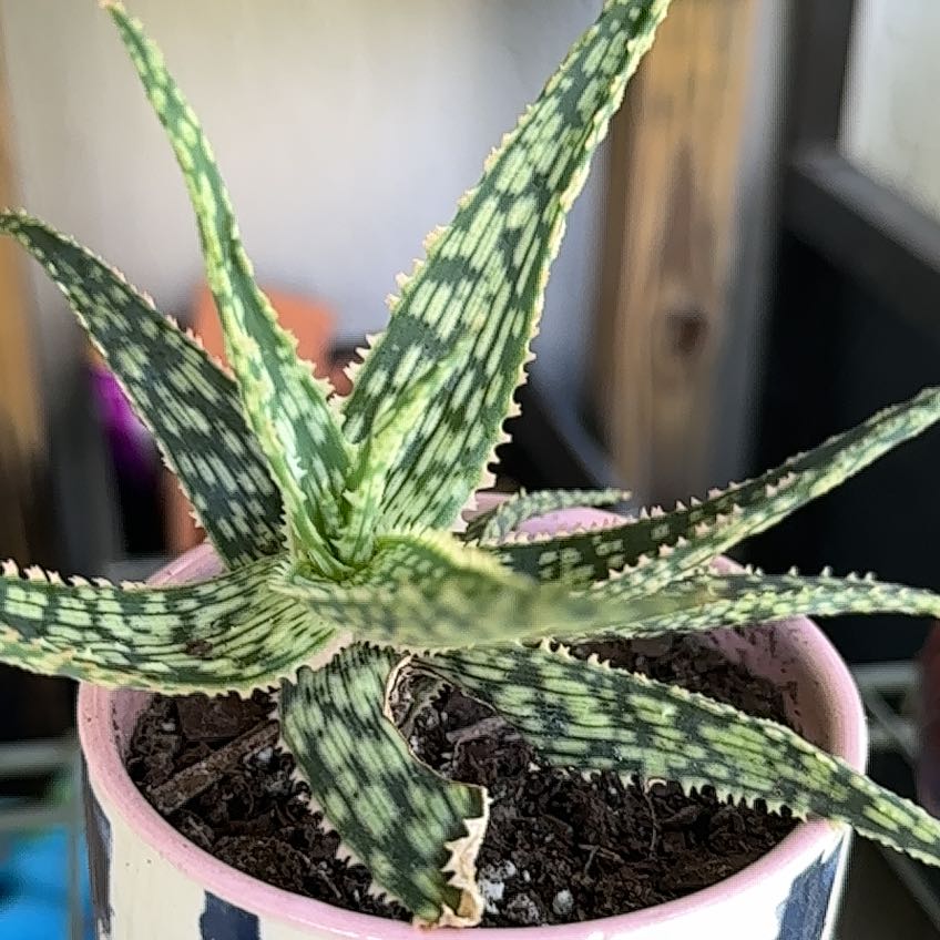 Broad-Leaved Aloe plant in a pot with visible soil, well-framed and in focus.