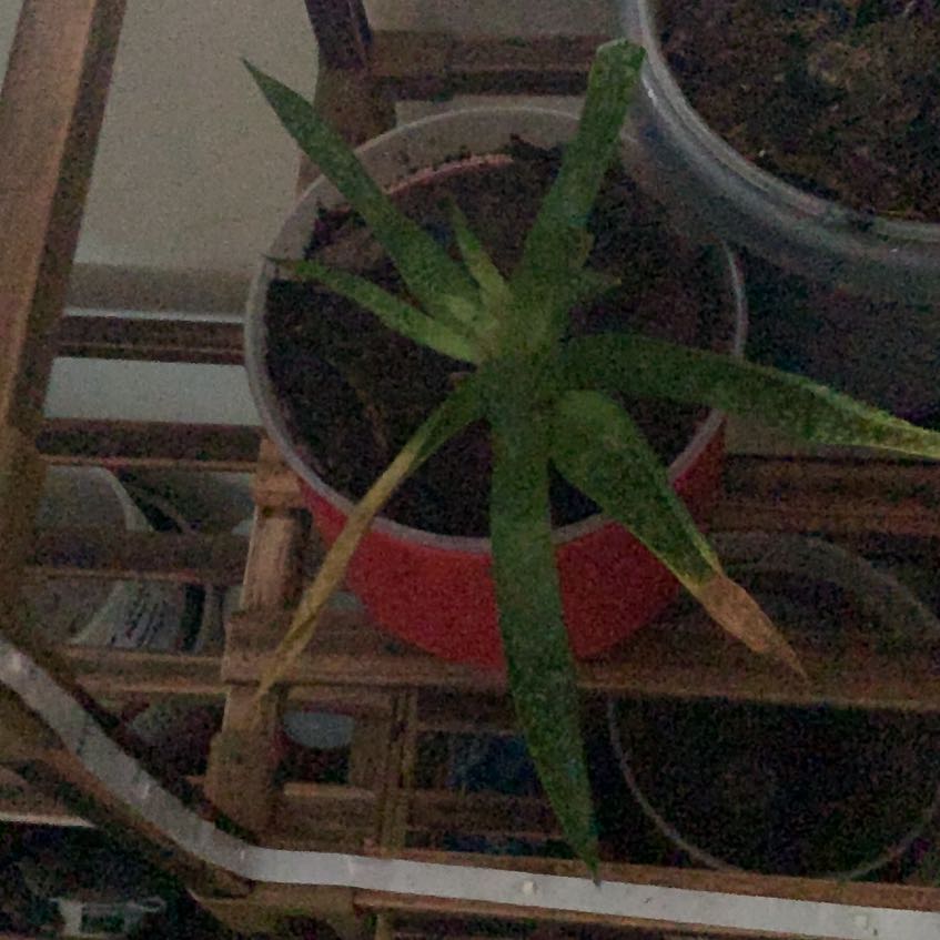 Photo of the plant species Aloe by @Rhizalia named Aristotle on Greg, the plant care app