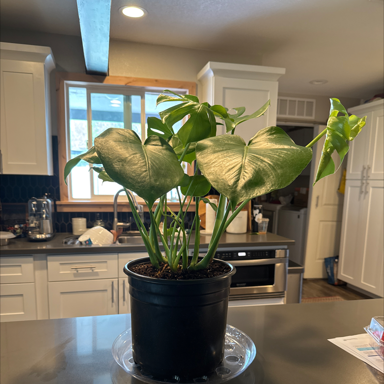 Photo of the plant species Monstera deliciosa var. sierrana by @ActualJonquil named Kesha on Greg, the plant care app