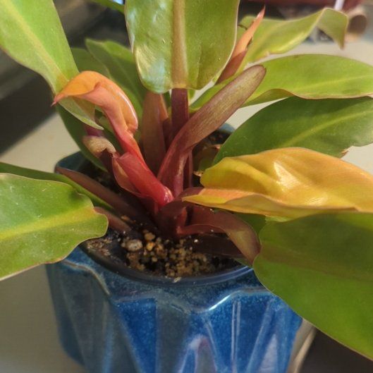 Photo of the plant species Philodendron 'Red King' by @PoeticHardbeech named Sage on Greg, the plant care app
