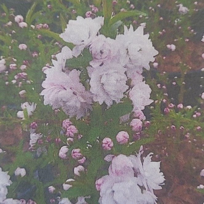 Photo of the plant species Chinese bush cherry by @NeatParlourpalm named Eps moist 6.5-8 ph Dwarfalmonds tree 4ft perennial on Greg, the plant care app