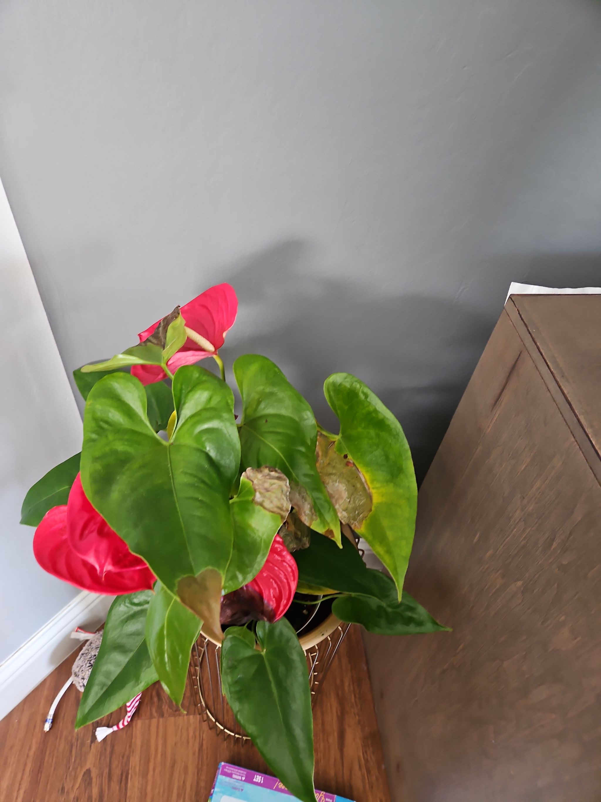 Why Are There Brown Spots on My Anthurium 'Delta Force'?