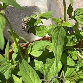 Photo of the plant species Browallia by @CertainCactus named Leaf Erickson on Greg, the plant care app