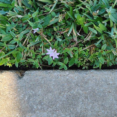 Photo of the plant species Virginia Buttonweed by @MeritableAlula named Bieber on Greg, the plant care app