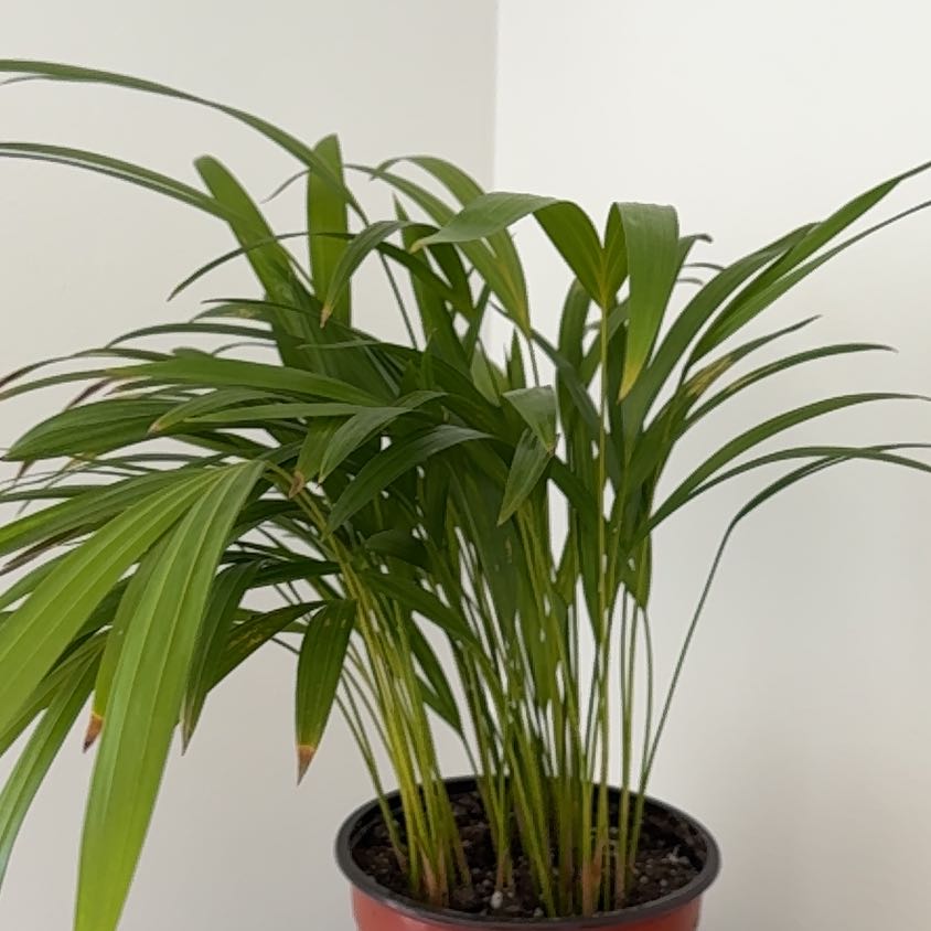 Healthy Kentia palm in a black pot, with lush green arching fronds and no signs of disease or discoloration.