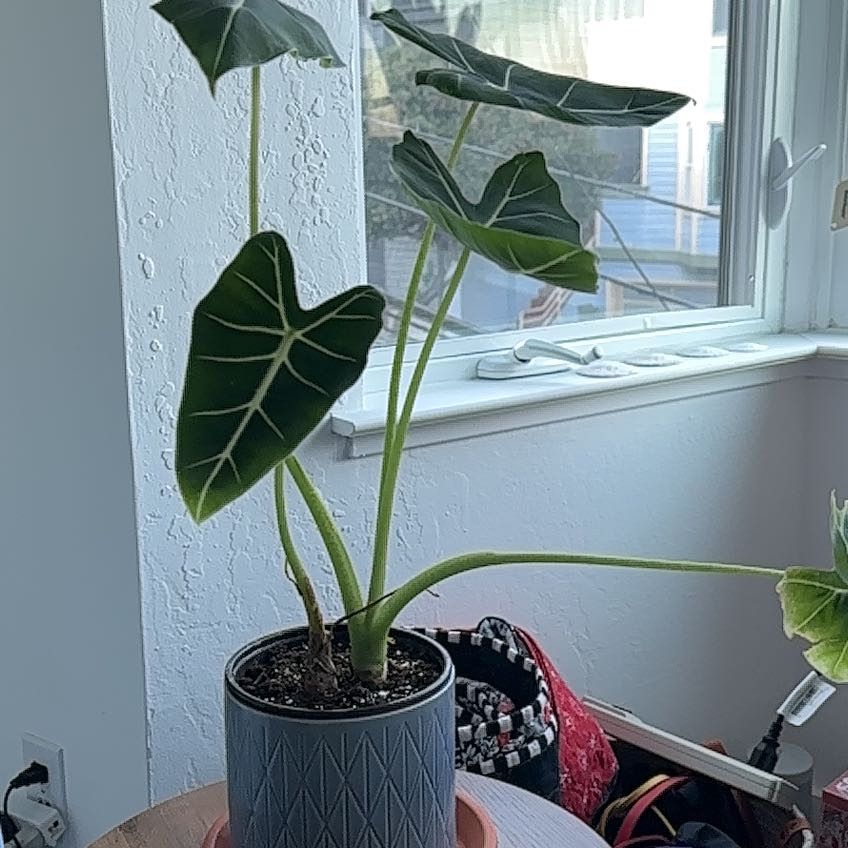 Photo of the plant species Alocasia Frydek by @KeenCandleplant named Elefantinha on Greg, the plant care app