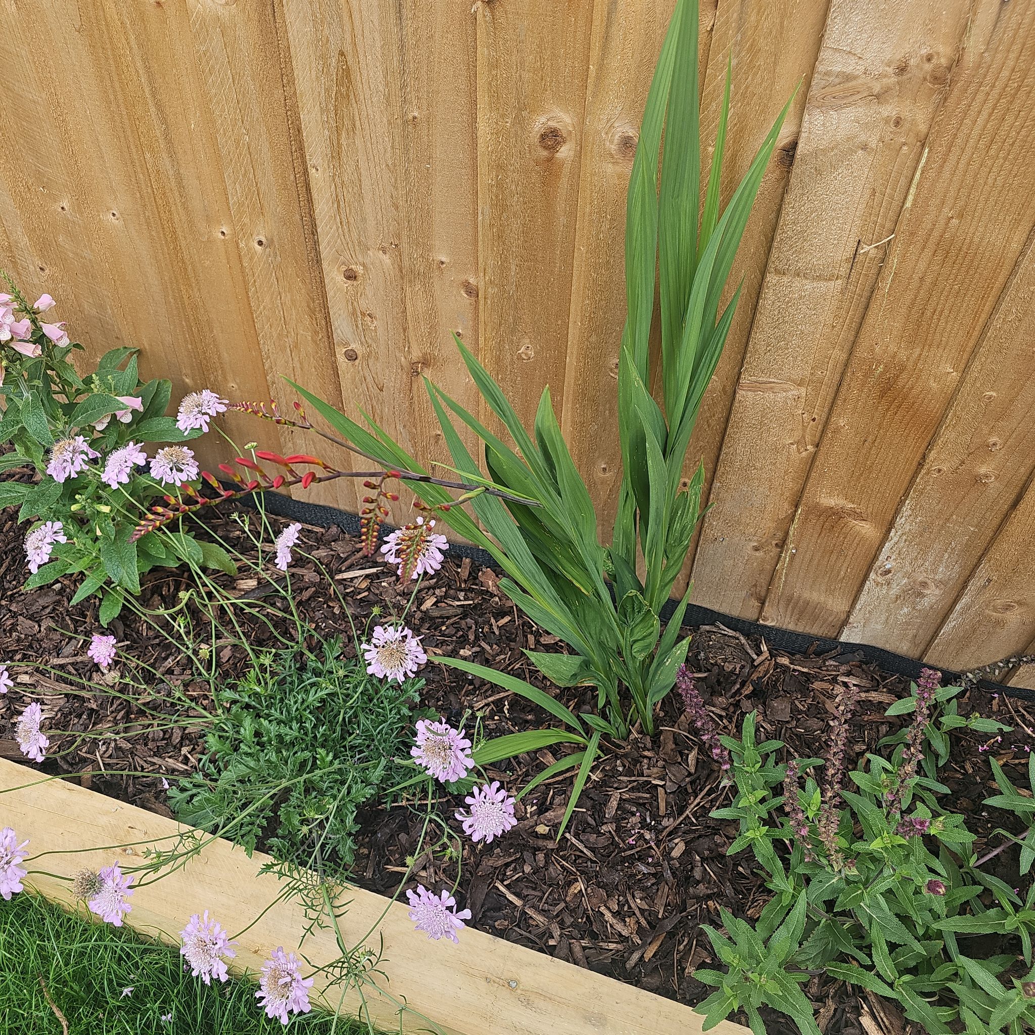Photo of the plant species Montbretia by @WholeGambeloak named Bodhi on Greg, the plant care app