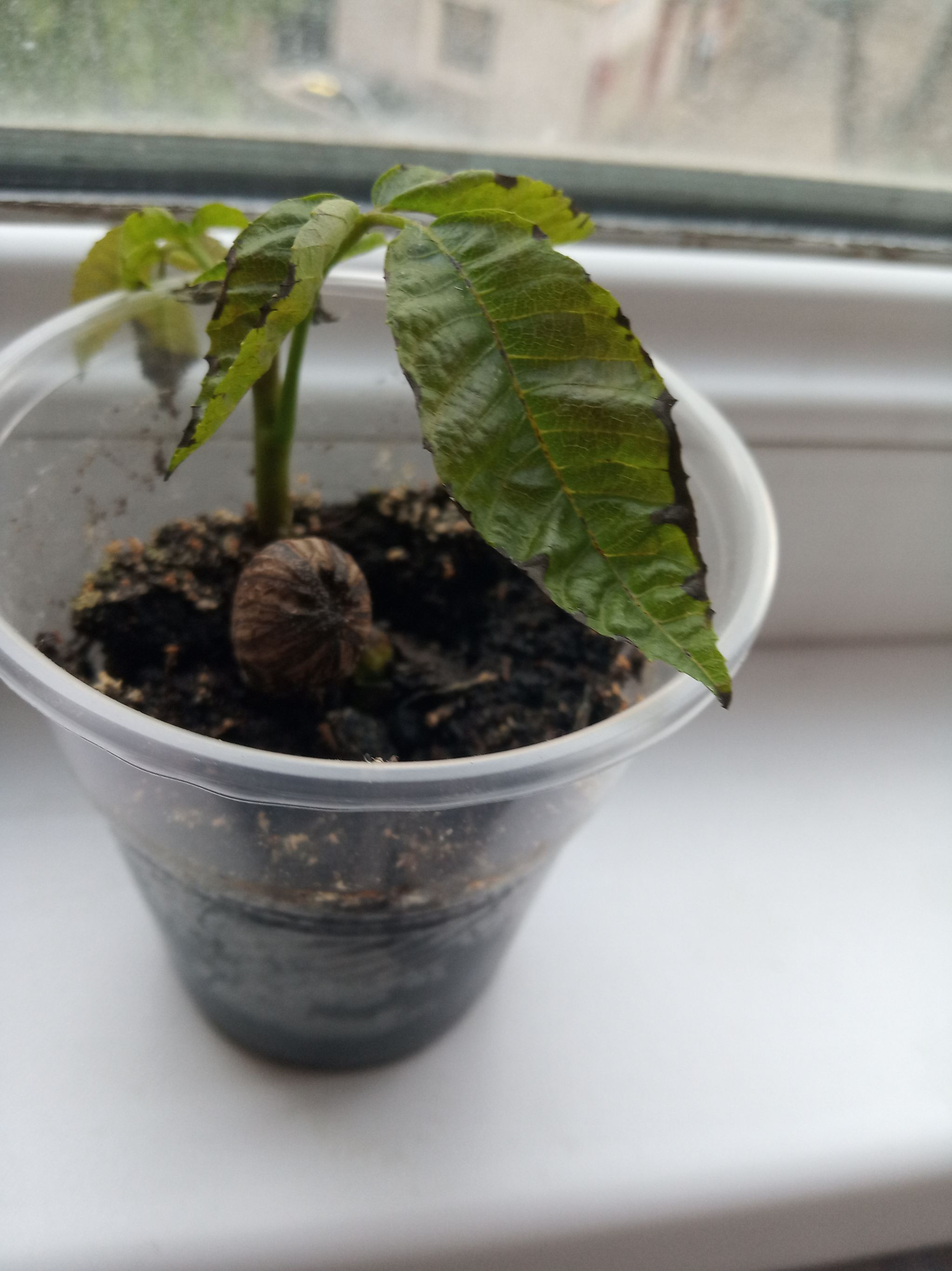 3 Timing Tricks for English Walnut Planting 🌰