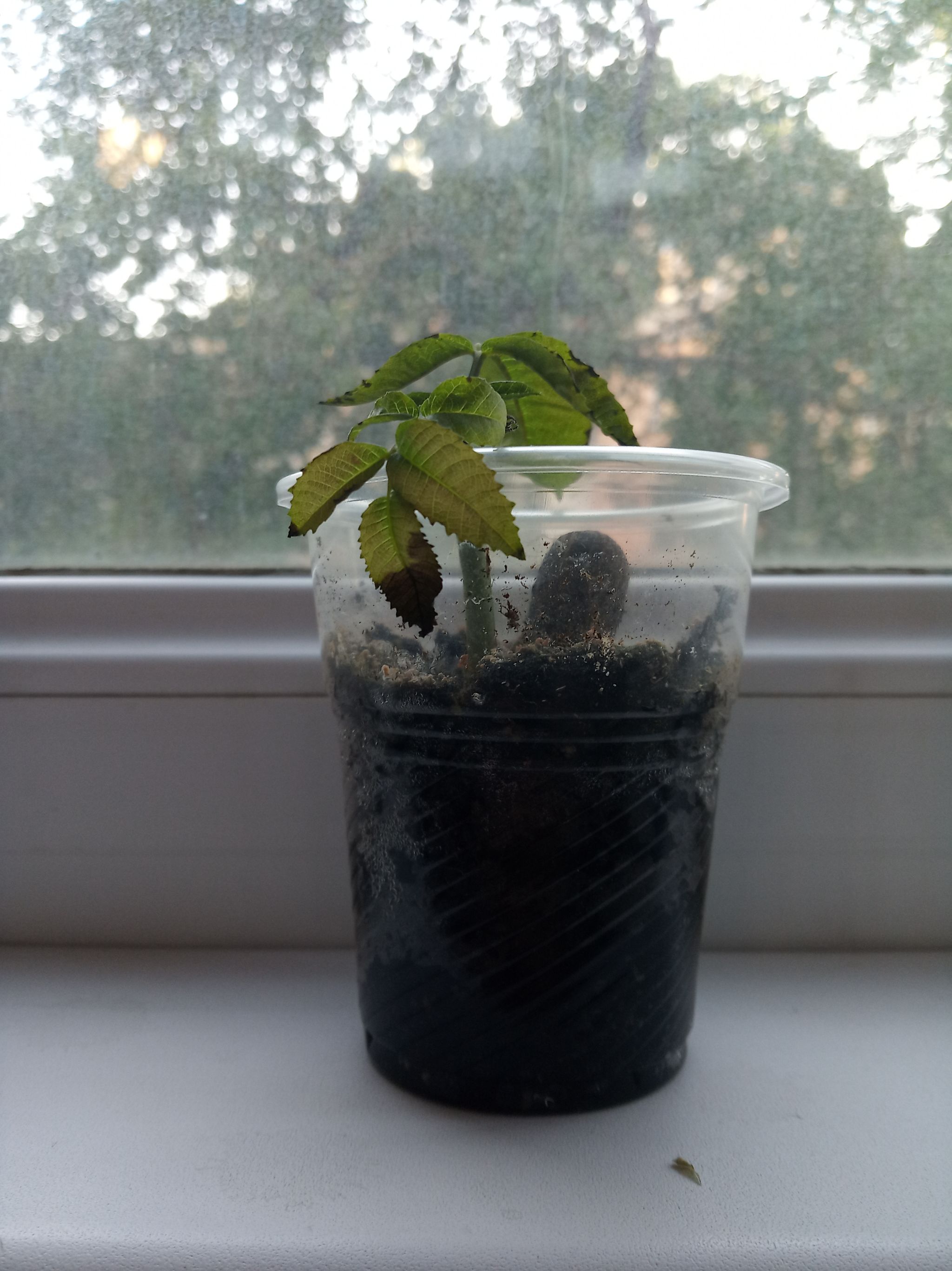 Photo from the post