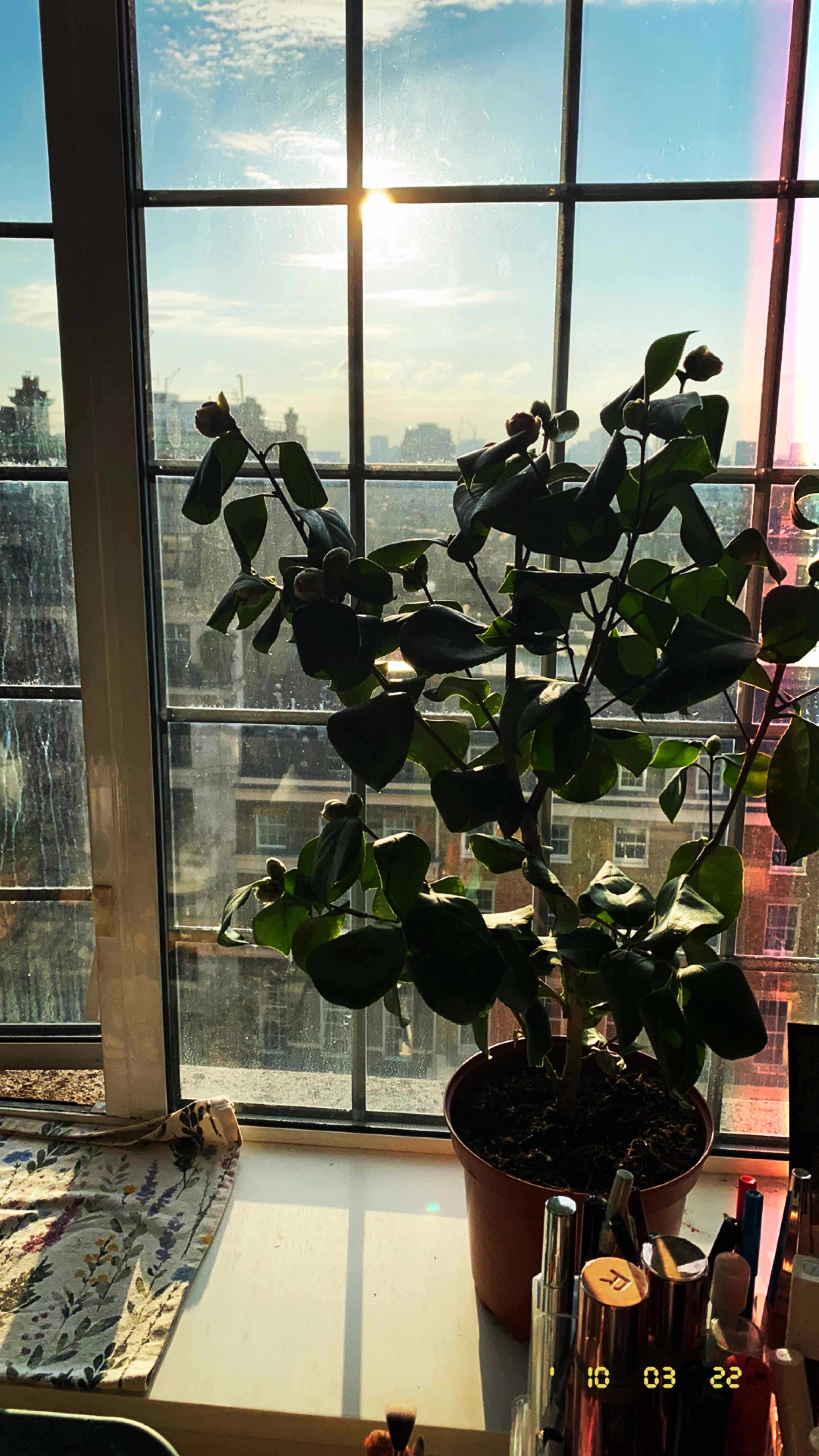 Camellia Is Not Toxic To Dogs 🐶