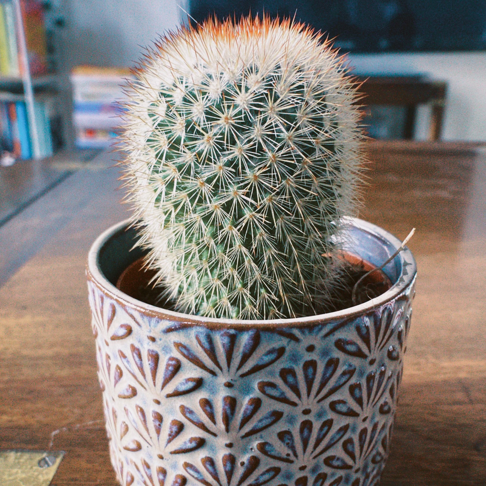 Photo of the plant species Spiny Pincushion Cactus by @fayeb45 named Ludwig on Greg, the plant care app