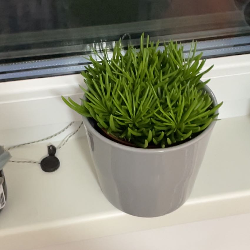 Photo of the plant species Senecio Himalaya by @BrainyRedvein named Winston on Greg, the plant care app