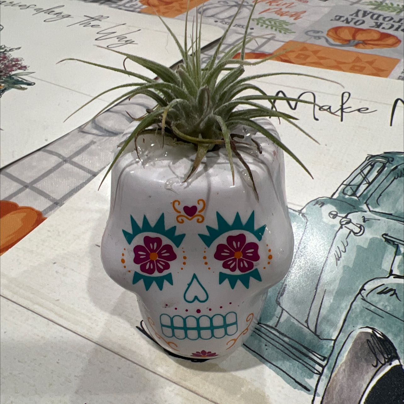 Small Ballmoss plant in a decorative skull-shaped pot with a colorful background.