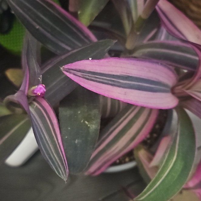 Photo of the plant species Varigated Setcreasea by @TiaLisa named Foxxy on Greg, the plant care app