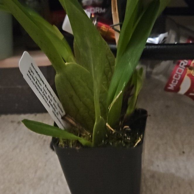 Photo of the plant species Sun Samba Orchid by @TiaLisa named Lola on Greg, the plant care app