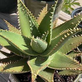 Photo of the plant species Aloe 'Allosaurus' by @SecureRoussea named Remi on Greg, the plant care app