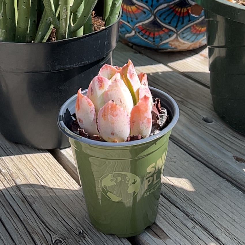 Photo of the plant species Echeveria Hawaii by @SecureRoussea named Fernie Mac on Greg, the plant care app