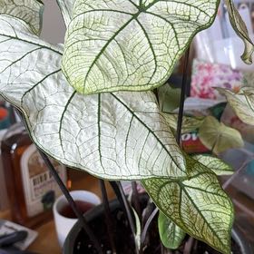 Photo of the plant species angel wings by @HeartyHaworthia named Achilles on Greg, the plant care app