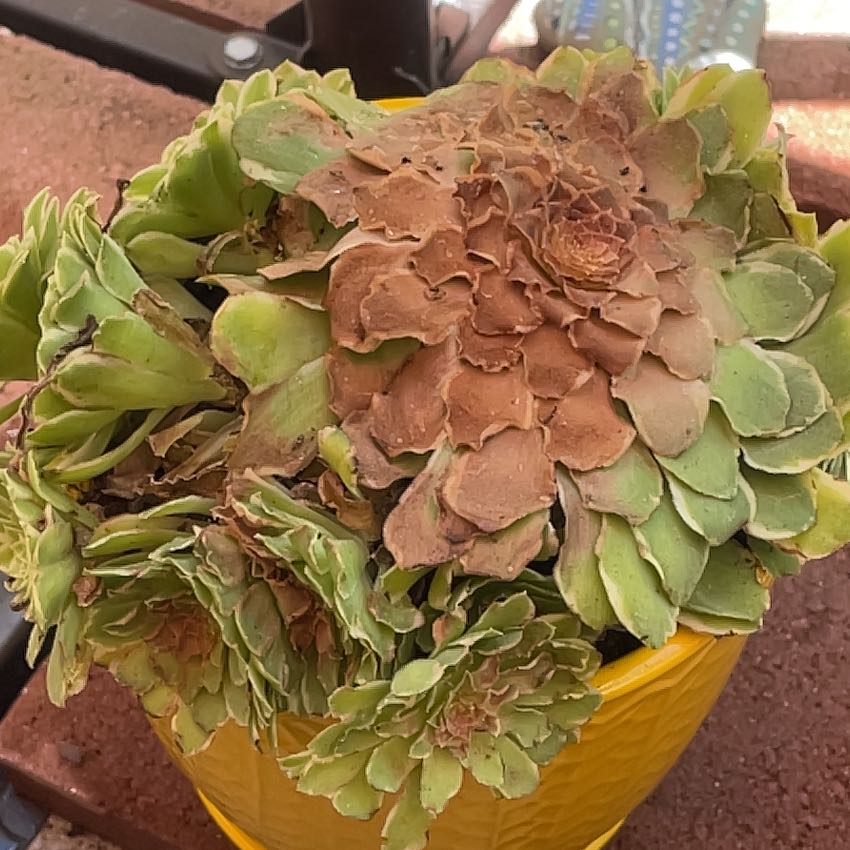Photo of the plant species Aeonium 'Emerald Ice' by @FieryPinyonpine named Osmo on Greg, the plant care app