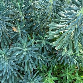 Photo of the plant species Albanian Spurge by @FaithfulPepino named Madonna on Greg, the plant care app