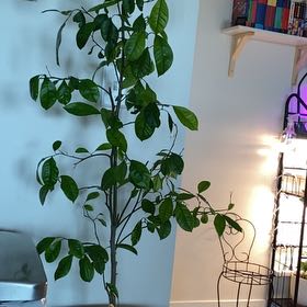 Photo of the plant species Taiwan Mandarin Tree by @SportReddahlias named Oscar on Greg, the plant care app