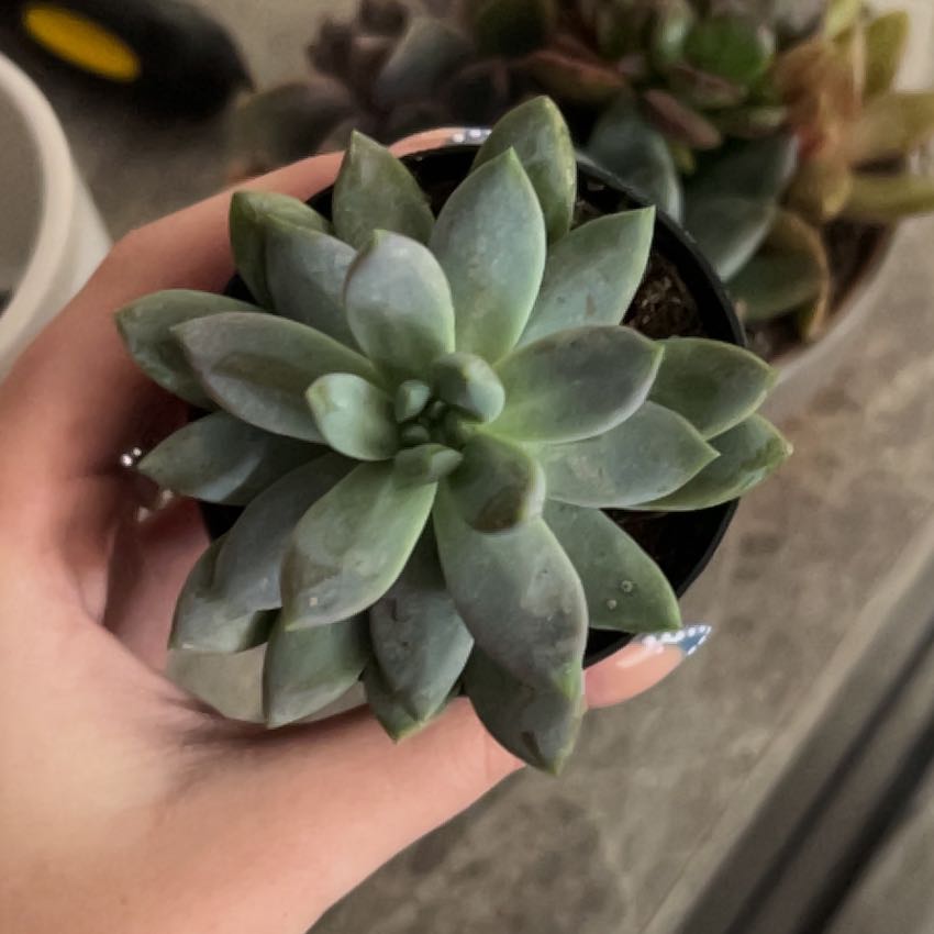 Photo of the plant species Sedeveria 'Lilac Mist' by @GentleAgavenova named Einstein on Greg, the plant care app