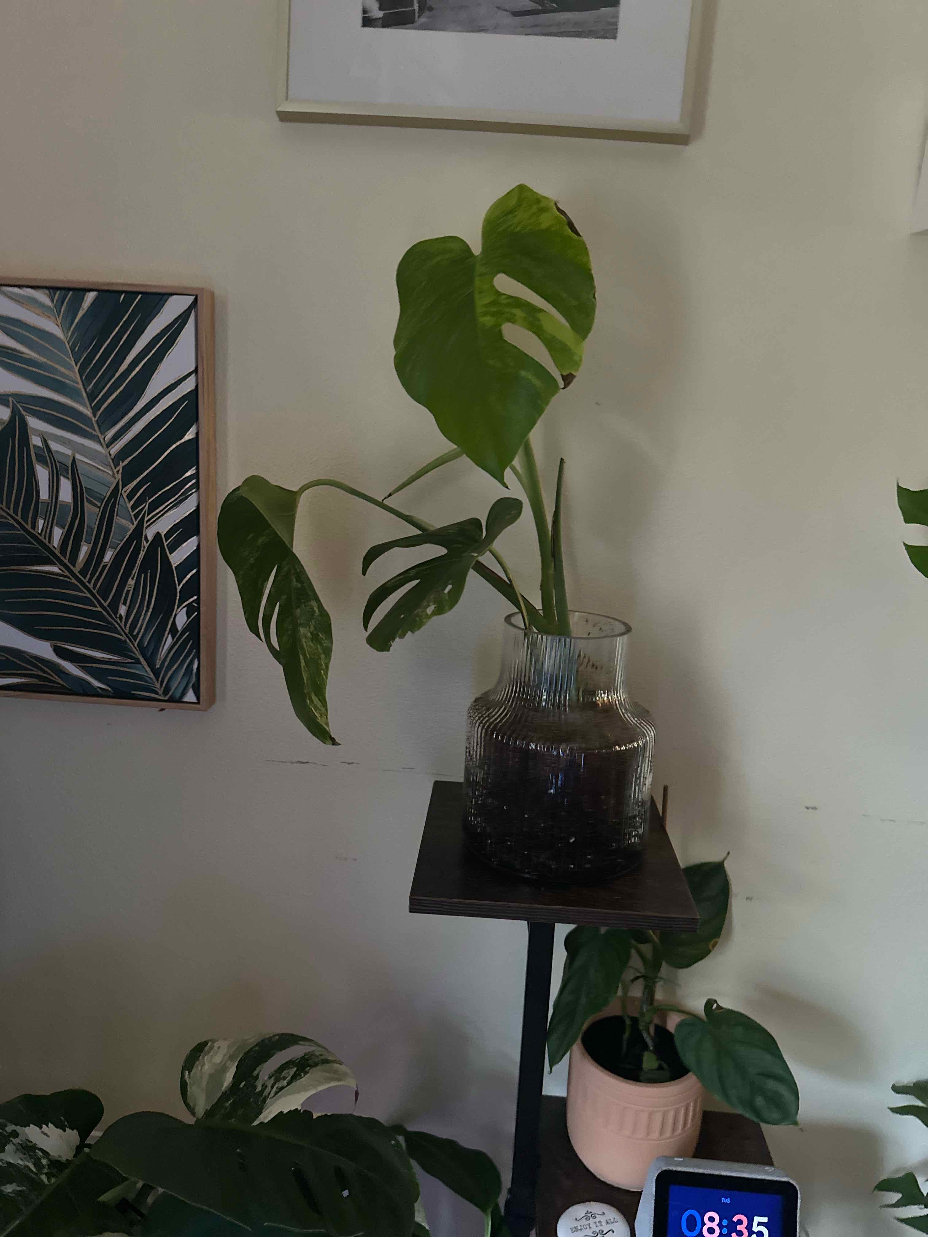 Photo of the plant species Monstera 'Aurea Marmorata' by @Bmurpgreens named Lebron on Greg, the plant care app