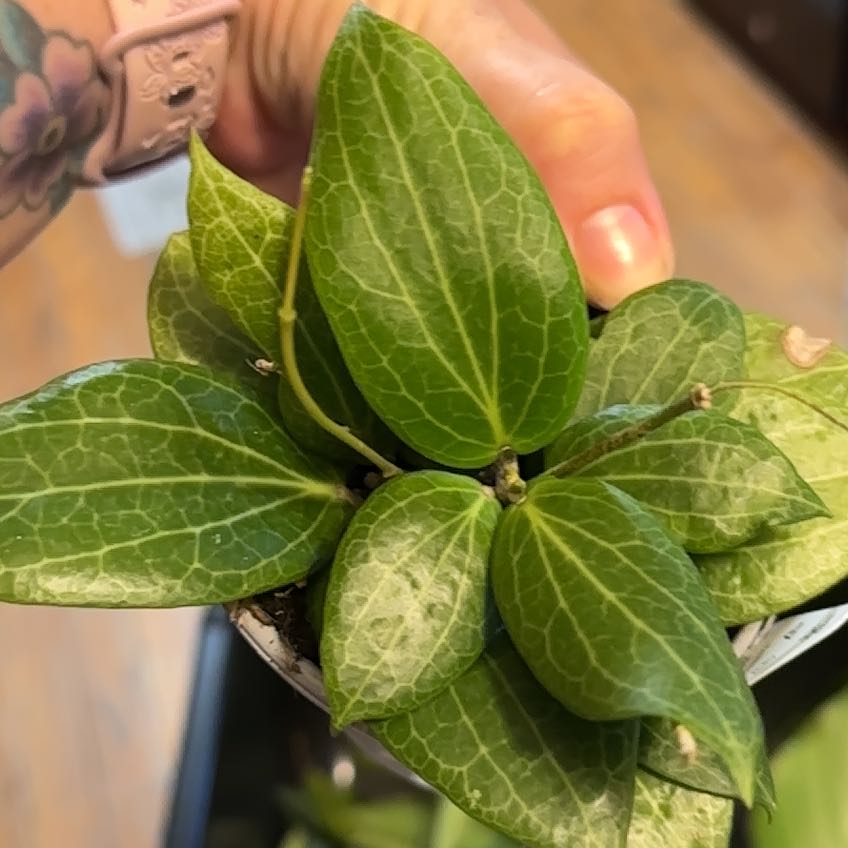 Photo of the plant species Hoya lacunosa 'Sulcata' by @Bmurpgreens named Morgan Treeman on Greg, the plant care app