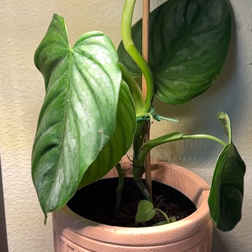 Photo of the plant species Philodendron 'Brandi' by @Bmurpgreens named Sage on Greg, the plant care app
