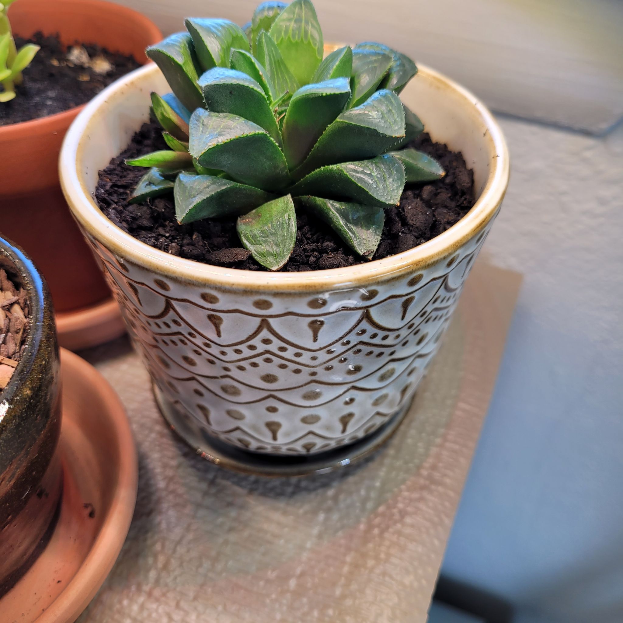 Photo of the plant species Haworthia mirabilis var. mundula by @crystals23 named Mindy on Greg, the plant care app