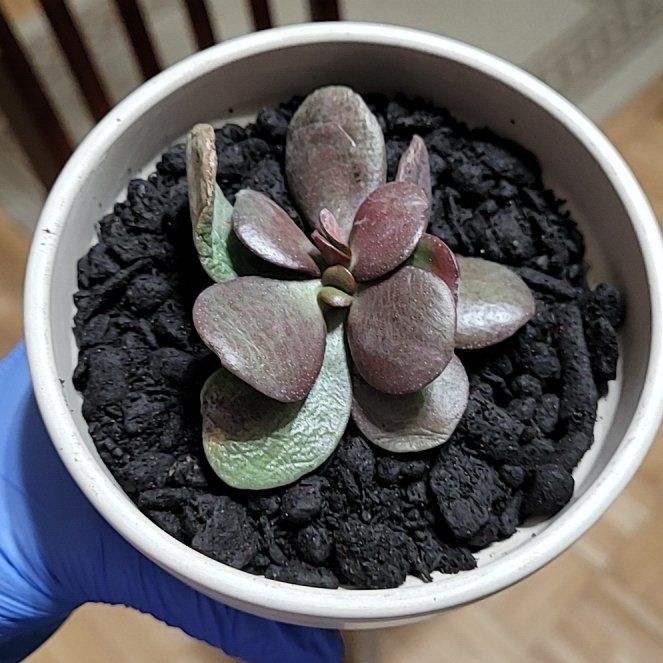 Photo of the plant species Akai Jade by @crystals23 named Lzzy Hale on Greg, the plant care app