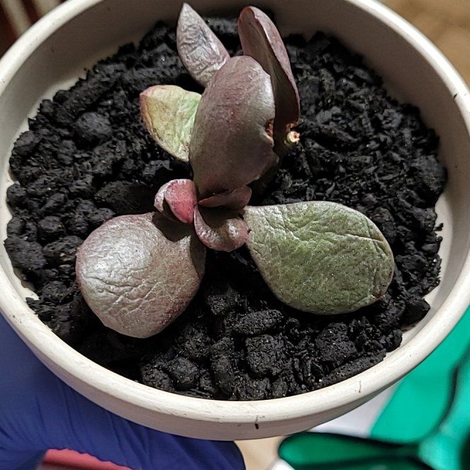 Photo of the plant species Akai Jade by @crystals23 named Miranda Lambert on Greg, the plant care app