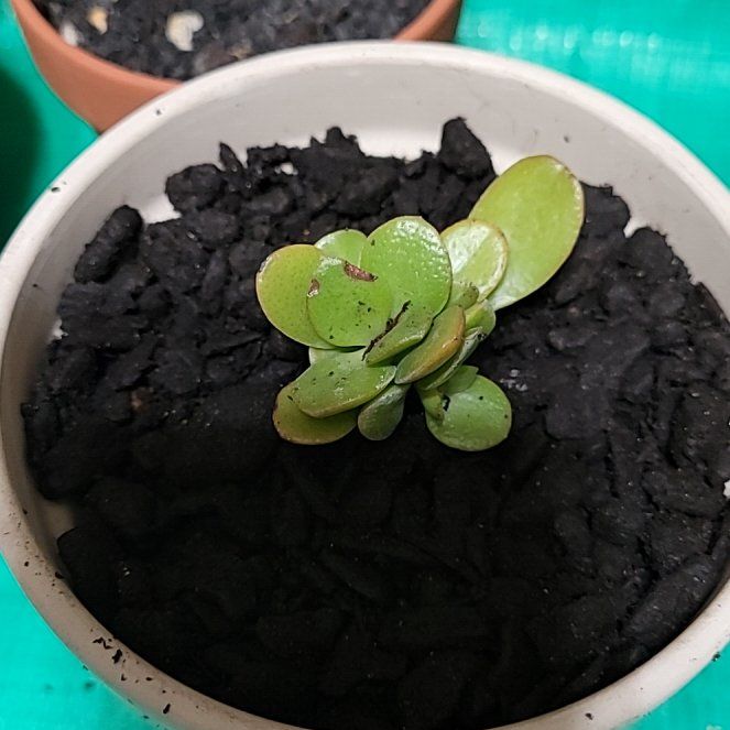 Photo of the plant species Carnival Variegata Jade by @crystals23 named Eddy Van Halen on Greg, the plant care app