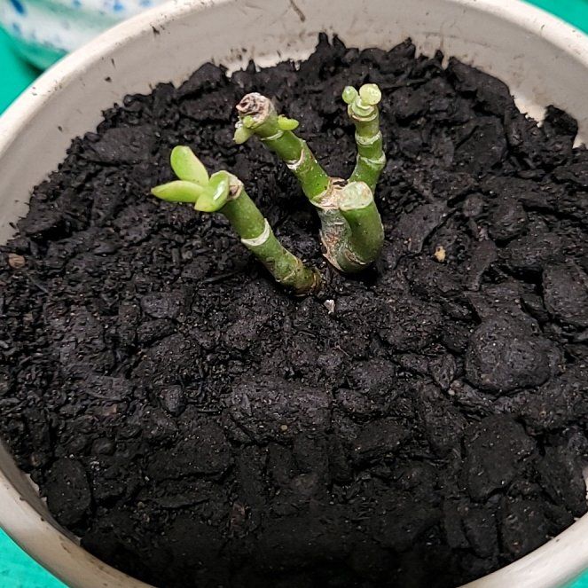 Photo of the plant species Carnival Variegata Jade by @crystals23 named Bon Jovi on Greg, the plant care app