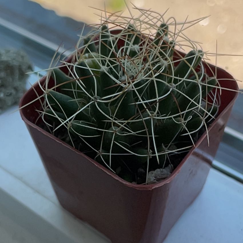Photo of the plant species Mammillaria decipiens by @LuckyZzplant named Peter Parker on Greg, the plant care app