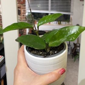 Photo of the plant species Hoya 'Freckles' by @LuckyZzplant named Mochi on Greg, the plant care app