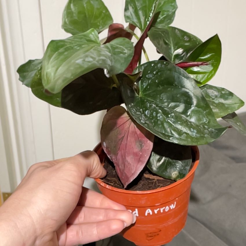 Photo of the plant species Green Nephthytis Plant by @LuckyZzplant named Khaleesi on Greg, the plant care app