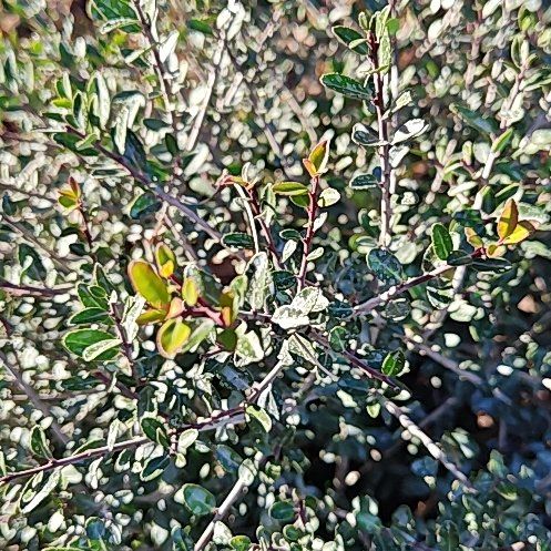 Photo of the plant species Wire Nettingbush by @slavanaway named Mochi on Greg, the plant care app