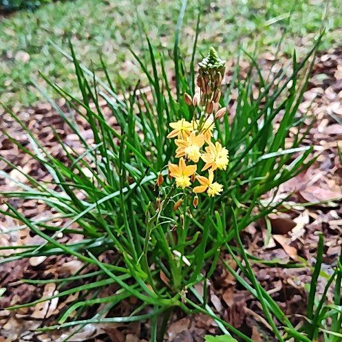 Photo of the plant species Orange Bulbine by @slavanaway named Elle on Greg, the plant care app