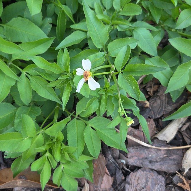 Photo of the plant species Beggar-Ticks by @slavanaway named Ronaldo on Greg, the plant care app