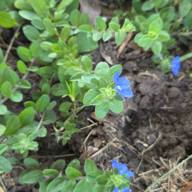 Photo of the plant species Dwarf Morning-Glory by @slavanaway named Wall-E on Greg, the plant care app