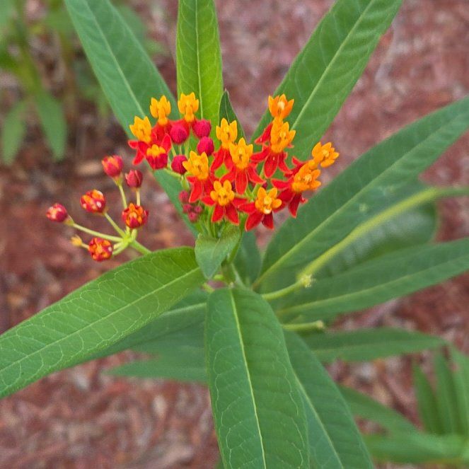 Photo of the plant species Scarlet Milkweed by @slavanaway named Eva on Greg, the plant care app
