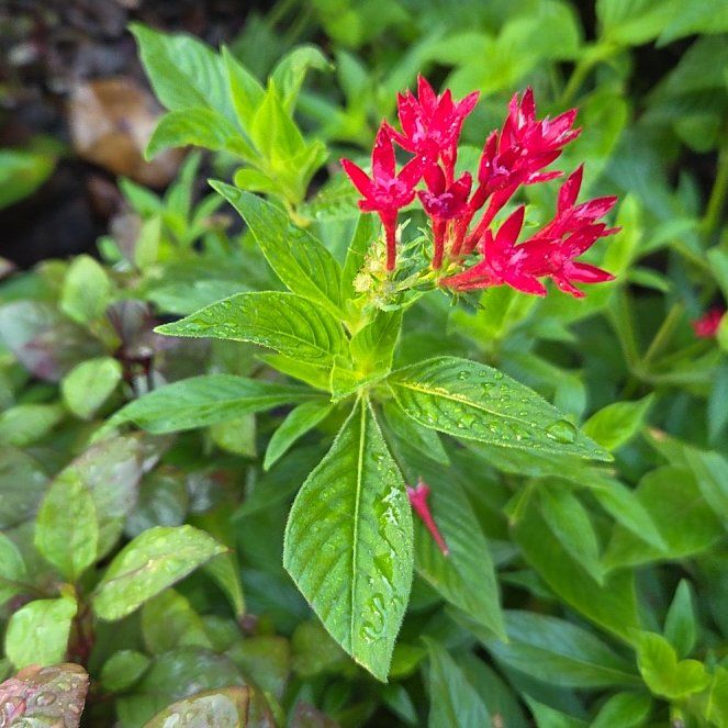 Photo of the plant species Egyptian Starcluster by @slavanaway named Sir Plancelot on Greg, the plant care app