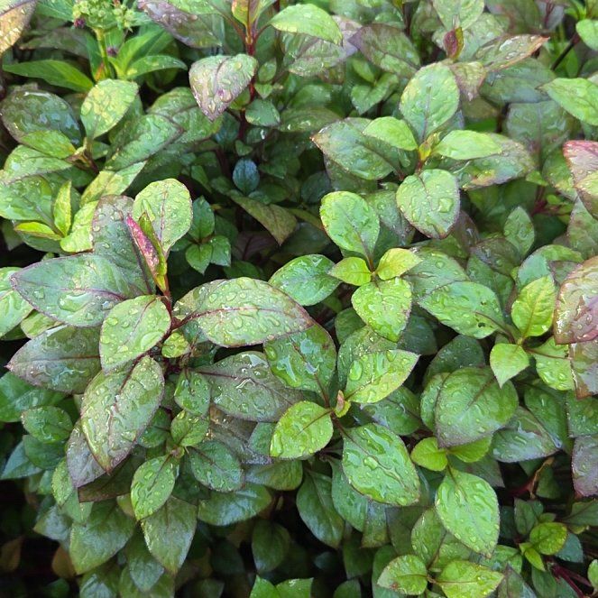 Photo of the plant species Speckled Spur Flower by @slavanaway named da Vinci on Greg, the plant care app