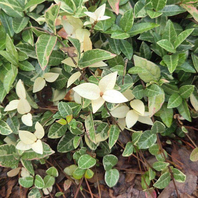 Photo of the plant species Asian Jasmine by @slavanaway named Ulysses S Plant on Greg, the plant care app